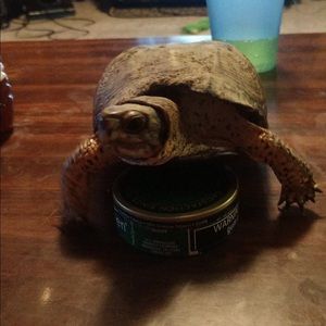 Meet your Posher, Dylan